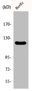 FARP2 Antibody
