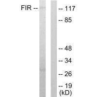 FARP2 Antibody