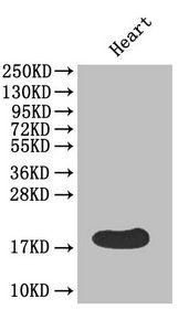 FABP3 Antibody
