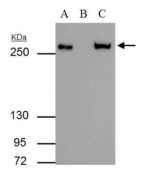 Fatty Acid Synthase antibody [N1], N-term