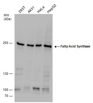 Fatty Acid Synthase antibody [N1N2], N-term