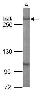 Fatty Acid Synthase antibody [N1N2], N-term
