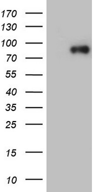 FBLIM1 Antibody