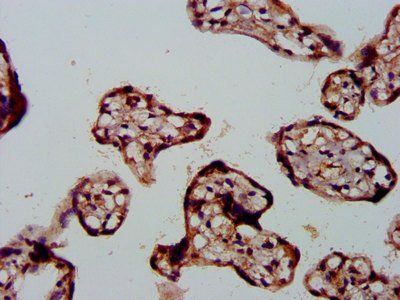 FBLN2 Antibody