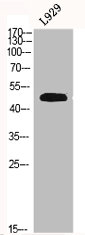 FBLN5 Antibody