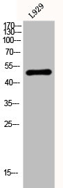 FBLN5 Antibody