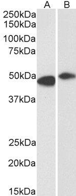 FBL2/FBXL2 Antibody