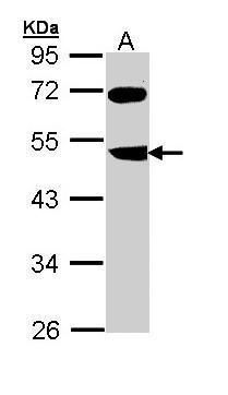 FBXL3 antibody