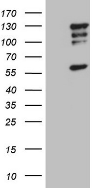 FBXO11 Antibody