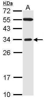 F-box protein 2 Antibody