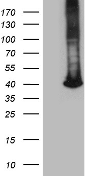 FBXO22 Antibody