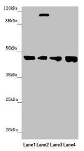 FBXO22 Antibody