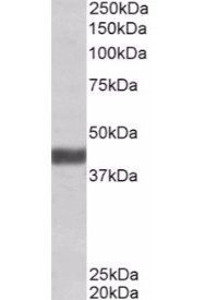 FBXO32 Antibody