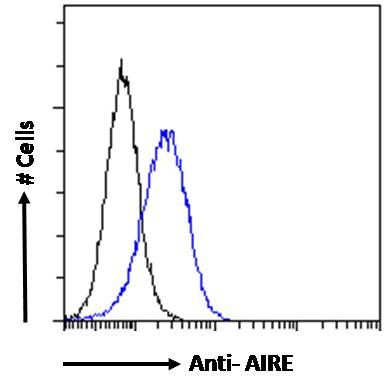 Goat anti-AIRE Antibody