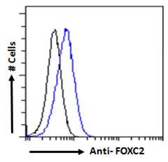 FOXC2 Antibody