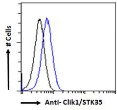 Clik1/STK35 Antibody