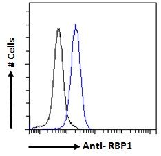 RBP1 Antibody