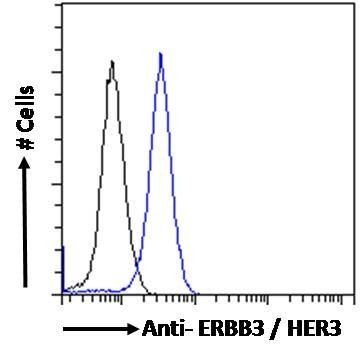 ERBB3/HER3 Antibody