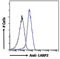 Goat anti-LARP2 / LARP1B Antibody
