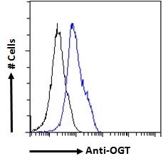 OGT Antibody
