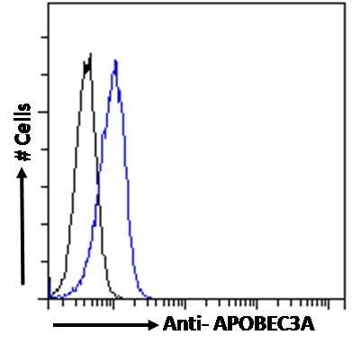 Goat anti-Phorbolin 1 / APOBEC3A Antibody