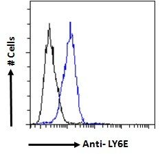 Goat anti-LY6E (mouse) Antibody