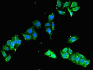 FCHO2 Antibody