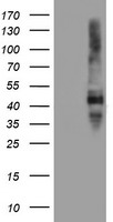FDFT1 Antibody