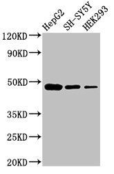 FDFT1 Antibody