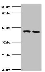 FDFT1 Antibody