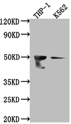 FDFT1 Antibody