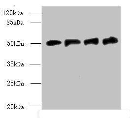 FDXR Antibody