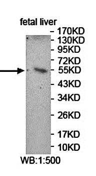 FDXR Rabbit Polyclonal Antibody
