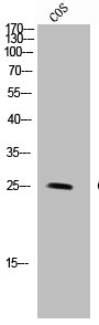 FFAR1 Antibody