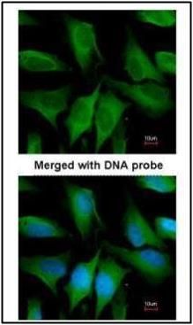FYVE, RhoGEF and PH domain containing 4 Antibody