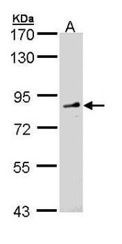 FGD4 antibody