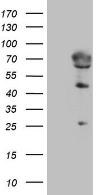 FGFBP1 Antibody