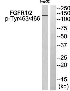 FGFR1/2 (Phospho-Tyr463/466) Antibody