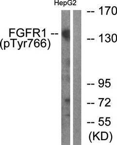 FGFR1 (Phospho-Tyr766) Antibody