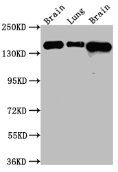 FGFR2 Antibody