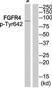 FGFR4 (Phospho-Tyr642) Antibody
