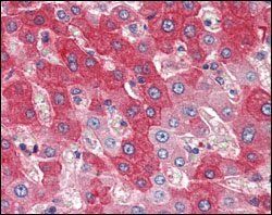 FGFR4 Antibody