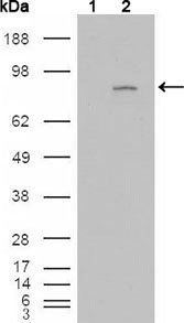 FGFR4 Antibody