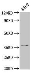 FGL1 Antibody