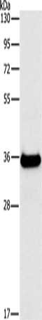 FGL1 Antibody