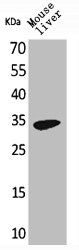 FGL1 Antibody