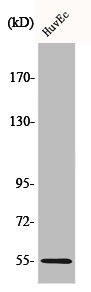 FGR Antibody