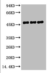 FH Antibody