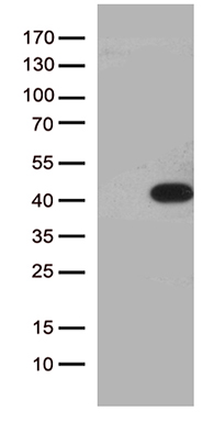 FHIT Antibody