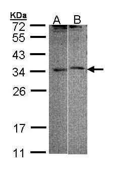 four and a half LIM domains 5 Antibody